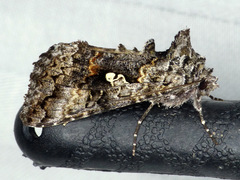 Syngrapha octoscripta