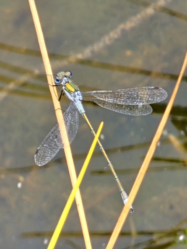 Common Spreadwing
