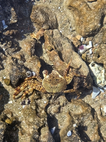 Mottled Lightfoot Crab
