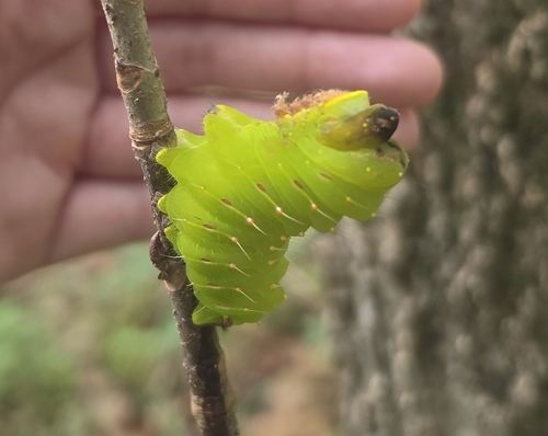Polyphemus Moth