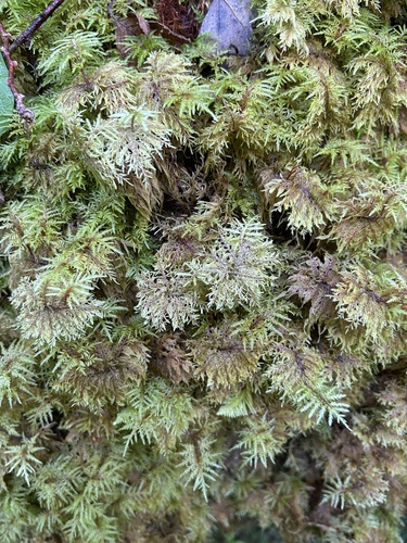 stairstep moss