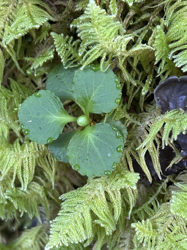 One-flowered Wintergreen