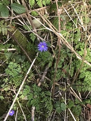 Anemonoides apennina