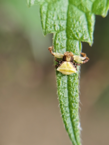 Thomisus wangi