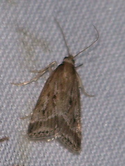 Eudonia pallida