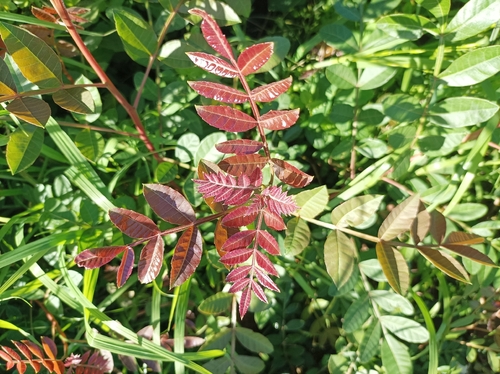 Brazilian pepper
