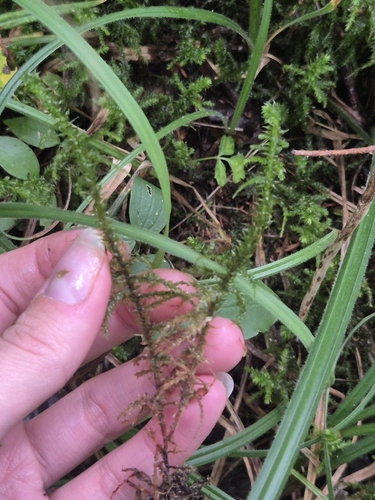 rough goose neck moss