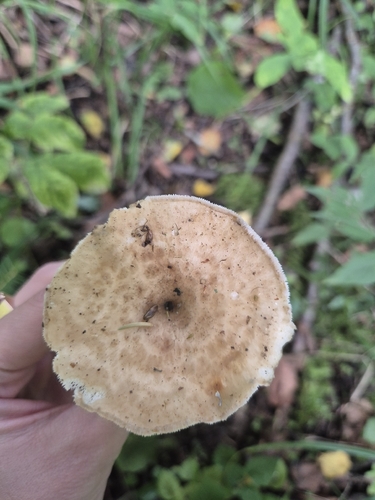 tuberous polypore