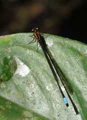 Acanthagrion apicale