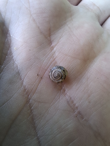 Hairy Snail
