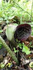 Arisaema griffithii