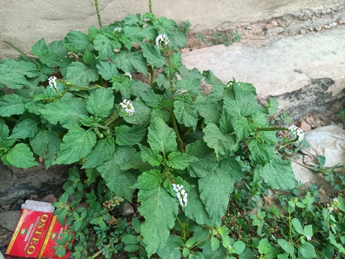 Indian Heliotrope