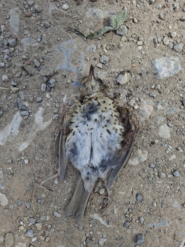 Song Thrush