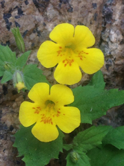 Erythranthe floribunda