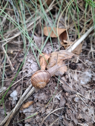 Roman Snail