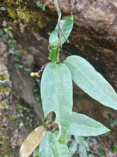 Cynanchum graphistemmatoides, 2026-08-22