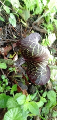 Arisaema griffithii