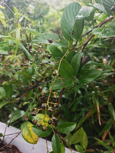 Tetracera sarmentosa observed 2026-08-22