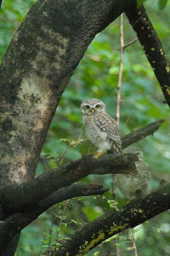 Spotted Owlet