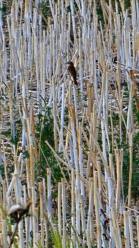 Red-backed Shrike