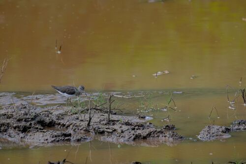 Green Sandpiper