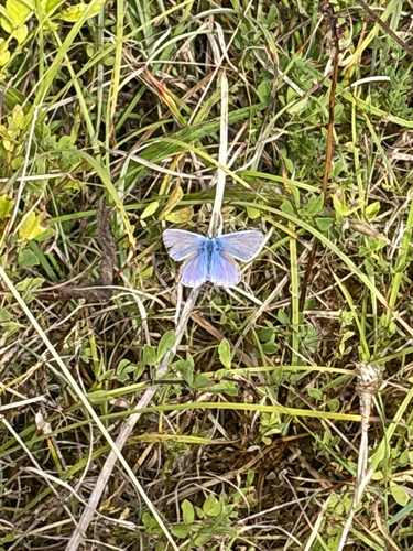 Common Blue