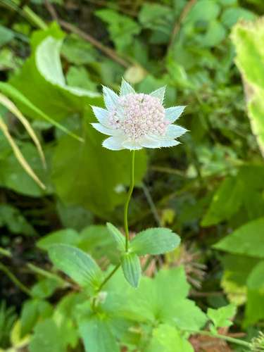Astrantia maxima, 2026-08-22
