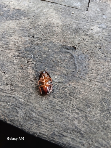 Surinam Cockroach