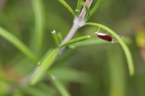 Pyrausta inornatalis