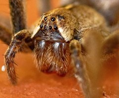Pisaura mirabilis