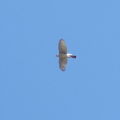 Accipiter cooperii