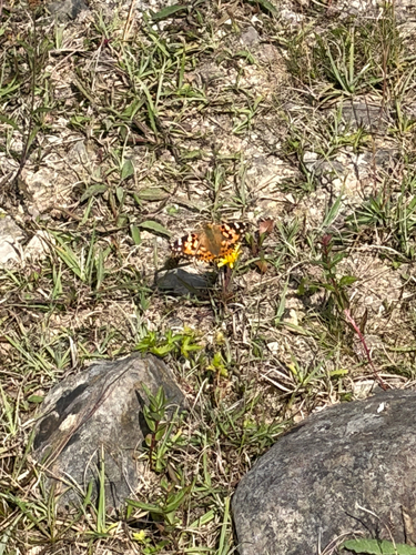 Painted Lady