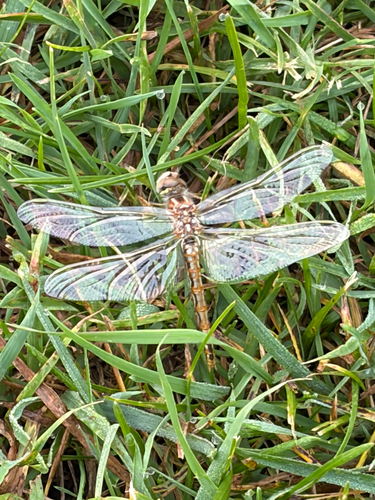 Variegated Meadowhawk