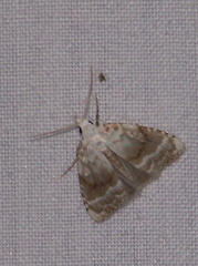 Meganola albula