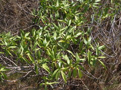 Myoporum bontioides