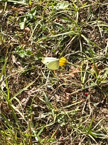 Small White