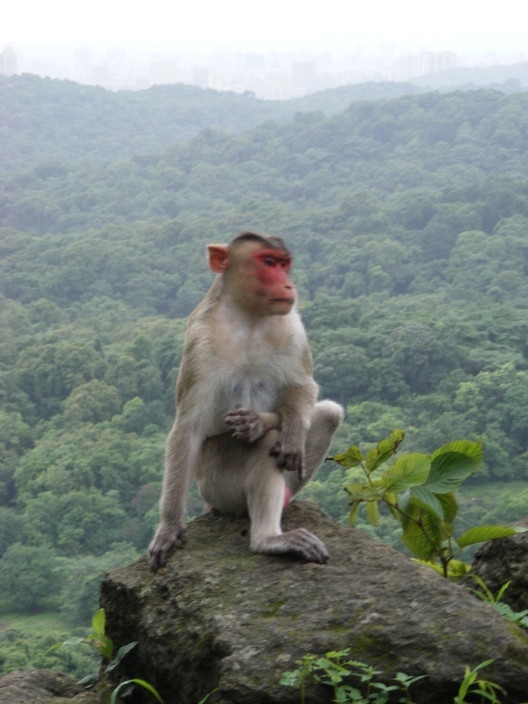 Bonnet Macaque (Macaca radiata) - Know Your Mammals