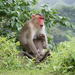 Bonnet Macaque - Photo (c) Dr. Raju Kasambe, some rights reserved (CC BY-SA)
