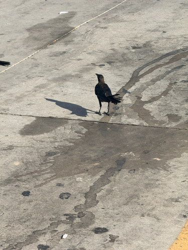 Great-tailed Grackle