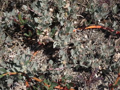 Atriplex maximowicziana