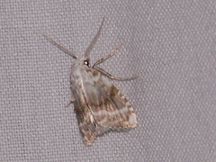Meganola albula