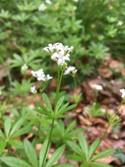 Galium odoratum