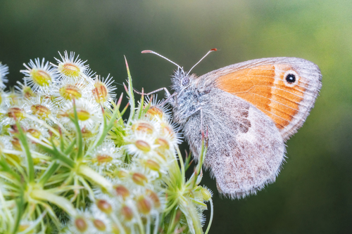 Small Heath