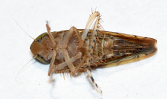 Osbornellus rotundus