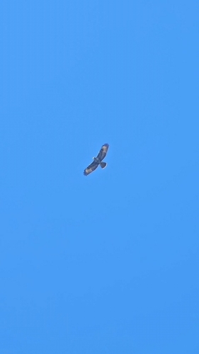 Common Buzzard