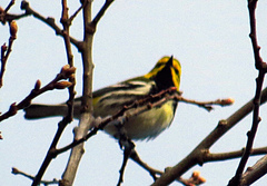 Setophaga virens image