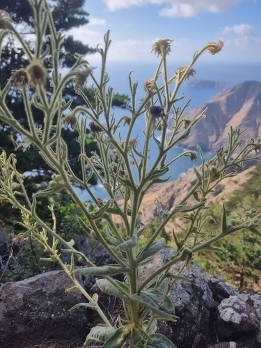 Andryala glandulosa, photograph 5