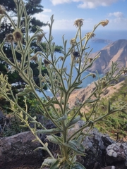 Andryala glandulosa, photograph (c) Vítor Jorge, some rights reserved (CC BY)