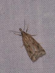 Eudonia pallida