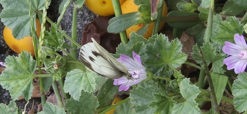 Green-veined White